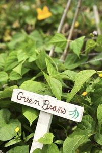 Beanstalks grow quickly to satisfy impatient child gardeners.