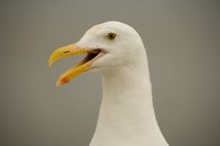 Bird beaks can be many different shapes and sizes.