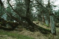 Falling trees can rip up gas pipes.