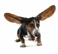 Allergic dogs occasionally show signs of respiratory distress.