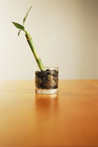 Lucky Bamboo and Lotus Bamboo are actually varieties of Dracaena.
