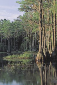 Cypress trees in a Florida swamp.