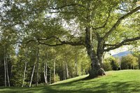 Mature trees