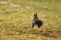 A rear view of a squirrel running away in the grass.