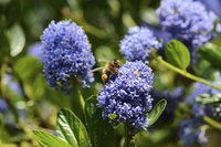 Ceanothus blossoms draw large numbers of pollinators.