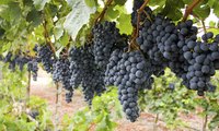 Black rot commonly infects half-grown grapes.