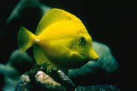 Both fresh and saltwater aquariums can benefit from fluidized bed filters.