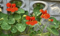 The flowers of a nasturium plant.