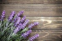 Most lavenders bloom in shades of purple, but there are pink and white varieties as well.