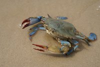Close-up of Maryland blue crab on sand.
