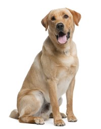 The Labrador retriever puts the "ador" in spanador.