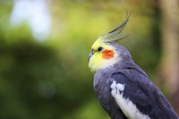 Teach your cockatiel to whistle; he'll imitate almost any tune.