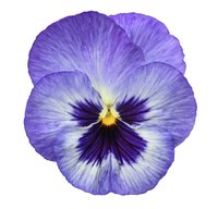Pansies, like this blue one, and violas are often confused bedding plants.
