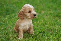 A cocker spaniel puppy on a grass field.