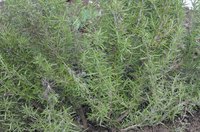 To grow rosemary in winter cold, choose the right cultivar.
