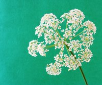 The flowers may be pretty, but bishop's weed is invasive.