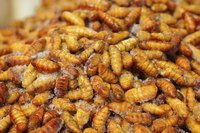 Close-up of fried silkworms