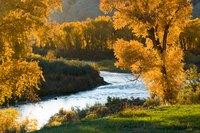 The foliage of cottonwoods glows gold in autumn.