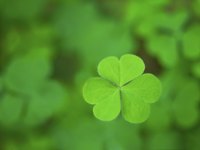 The chance of finding a four-leaf clover is 1 in 10,000.