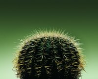 A barrel cactus' ribs become more noticeable as the plant matures.