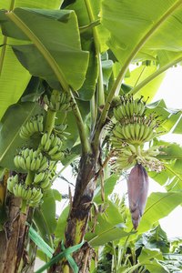 Countries like India create jobs by turning banana plants into paper.