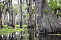 Row your sweetheart through one of Louisiana's misty bayous before retiring to your cabin for the evening.
