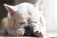 A french bulldog laying down.