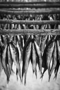 While sometimes used as bait, mullet make an excellent choice for smoking or frying.