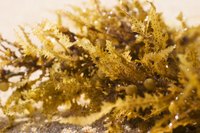 Algae can have a variety of benefits.