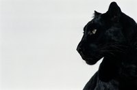 Pay hommage to the regal black panther while wearing your handcrafted costume.