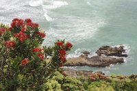 Pohutukawa flowers with ocean in the background