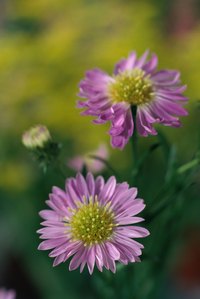 Asters come in a wide range of colors.