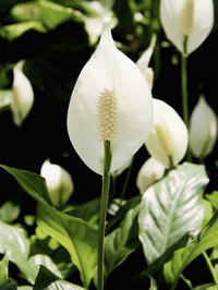 Peace lilies brighten up even dark corners.