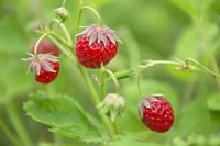 Strawberries need lots of sun to produce a good crop of fruit.