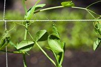 A string trellis's supports are easier for tiny tendrils to grasp.