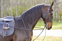 Horse with bit in its mouth.
