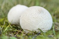 Because puffballs are poisonous, wear gloves when handling them.