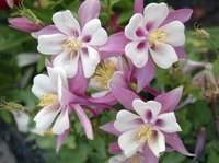 Columbine flowers can be white, pink, blue, purple, red or yellow.