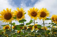 Row of sunflowers