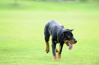 Dog running on grass field.