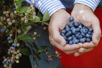 Wisconsin soil can prove challenging for blueberry growers.