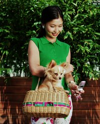 The coats of long-haired Chihuahuas can be cut in many different styles.