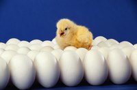 Your unhatched chicks will get the nutrition they need to develop inside the egg.