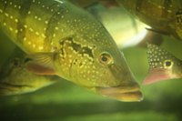 Fish have small holes that function similarly to nostrils.