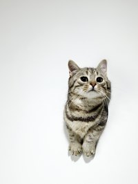 Encourage kittens to scratch on cardboard -- instead of your furniture.