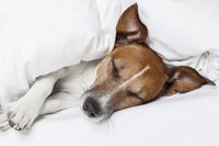 Take signs of neck pain in your dog seriously.