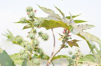 Castor oil, made from castor beans, has its toxicity removed.