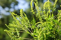 A single ragweed plant produces up to 1 billion pollen grains.