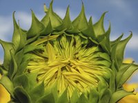 Ants occasionally gather nectar from a sunflower's buds but prefer its extrafloral nectaries.