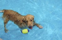 Dog swimming in chlorinated pool.